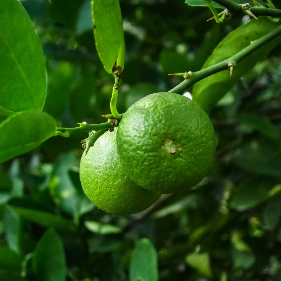 Two unripe green limes hanging from a thorny lime branch among glossy leaves.