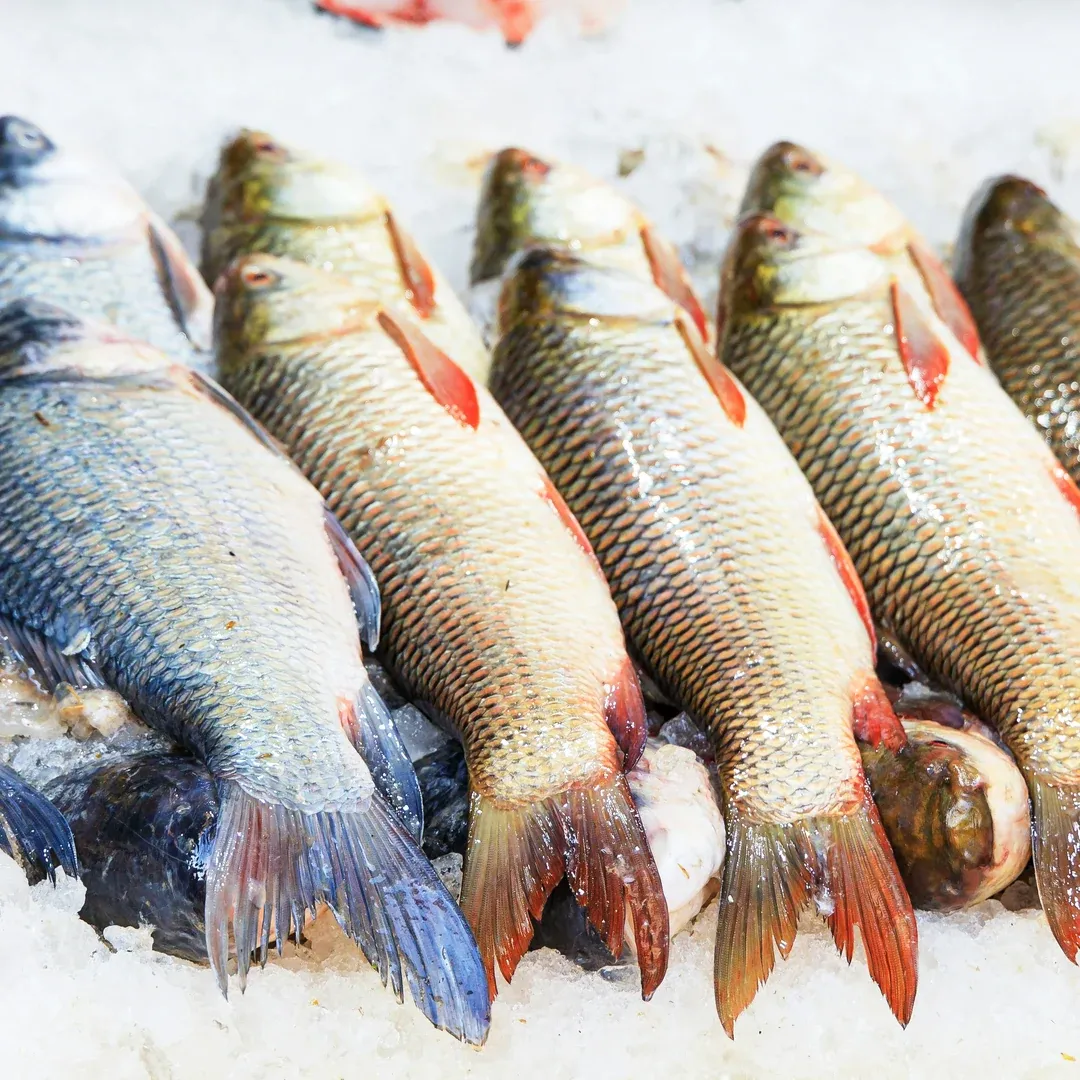 Fisk, skaldyr og grønt køkken.