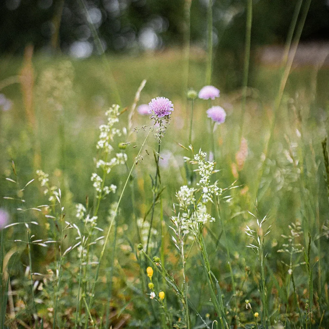 Nordiske råvarer og natur.