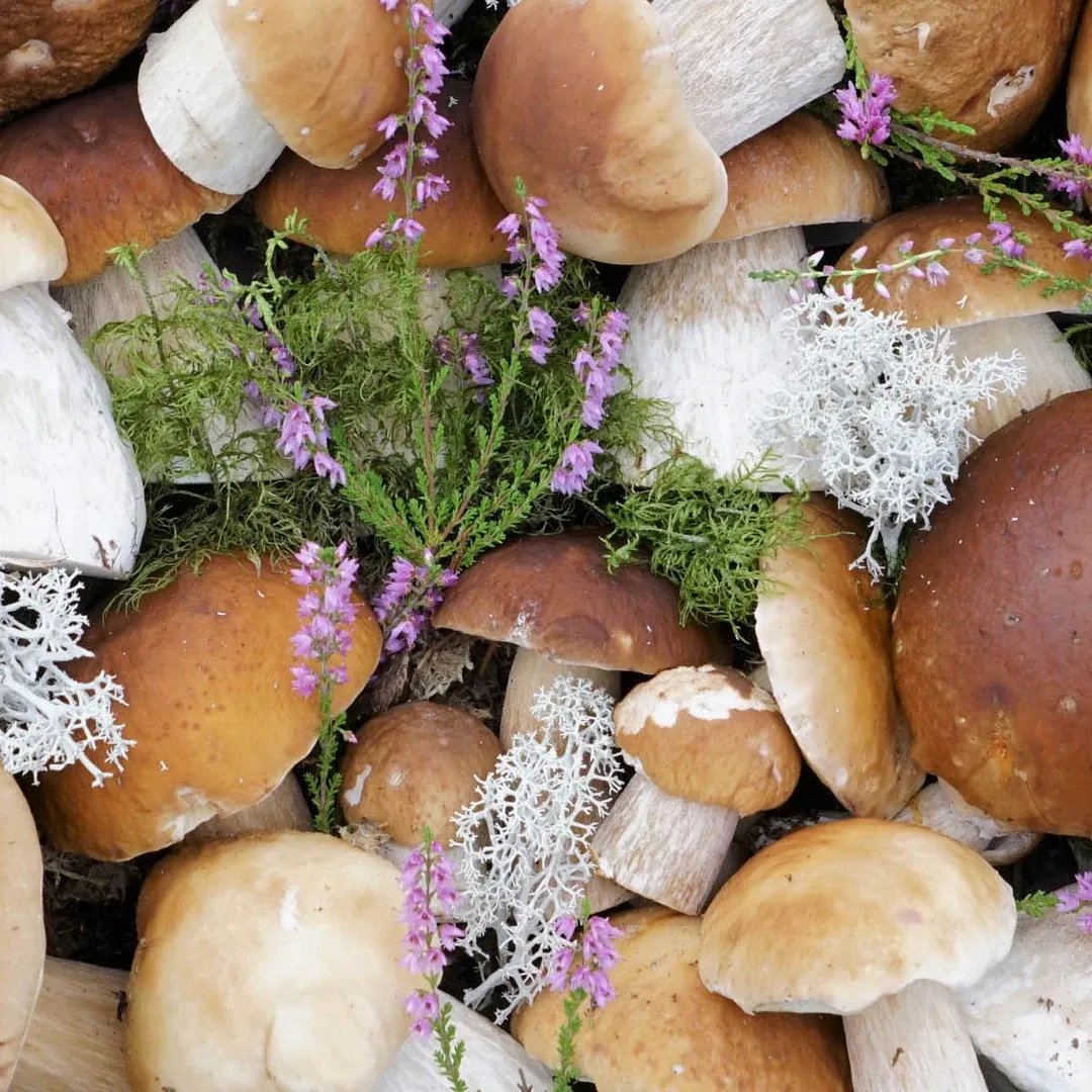 Pile of brown-capped mushrooms among green moss, purple heather sprigs, and white lichen.